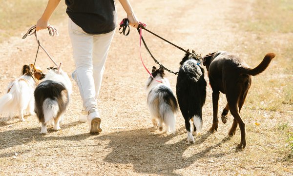 What Are the Best Tips for Ensuring Pet Safety During Outdoor Festivities?